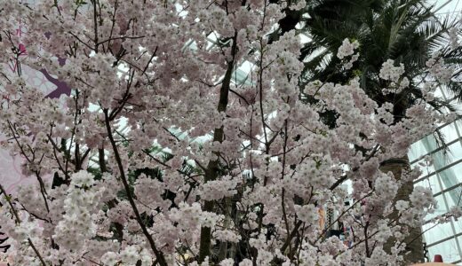 桜•Gardens by the bay